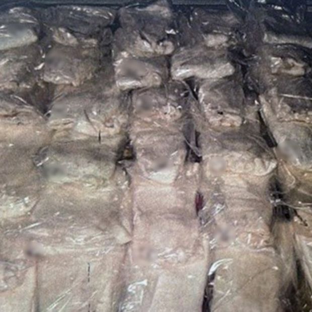 Condenan y Obligan a Pagar 19 mdp a Hombre que Traficó Vejigas de Totoaba